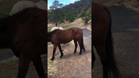 Two brumbies eating hay