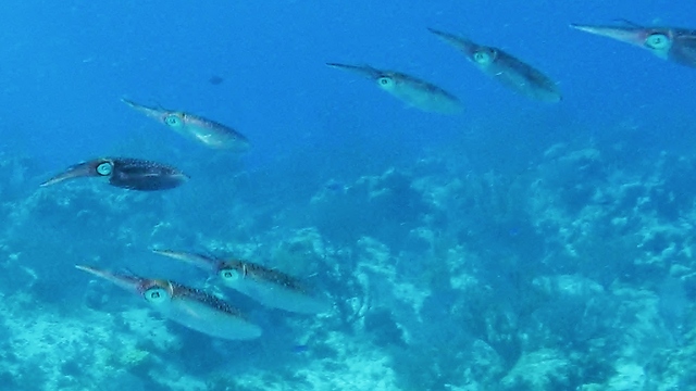 Squid and adorable babies cruise over the coral