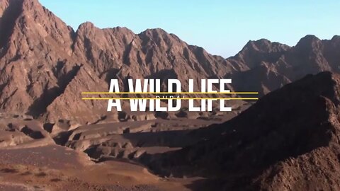 HATTA MOUNTAIN | DUBAI | Join us explore the wild side of Dubai.