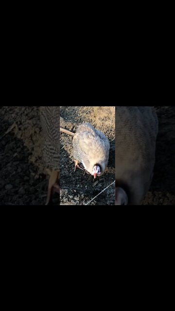 Brown guinea fowl free ranging