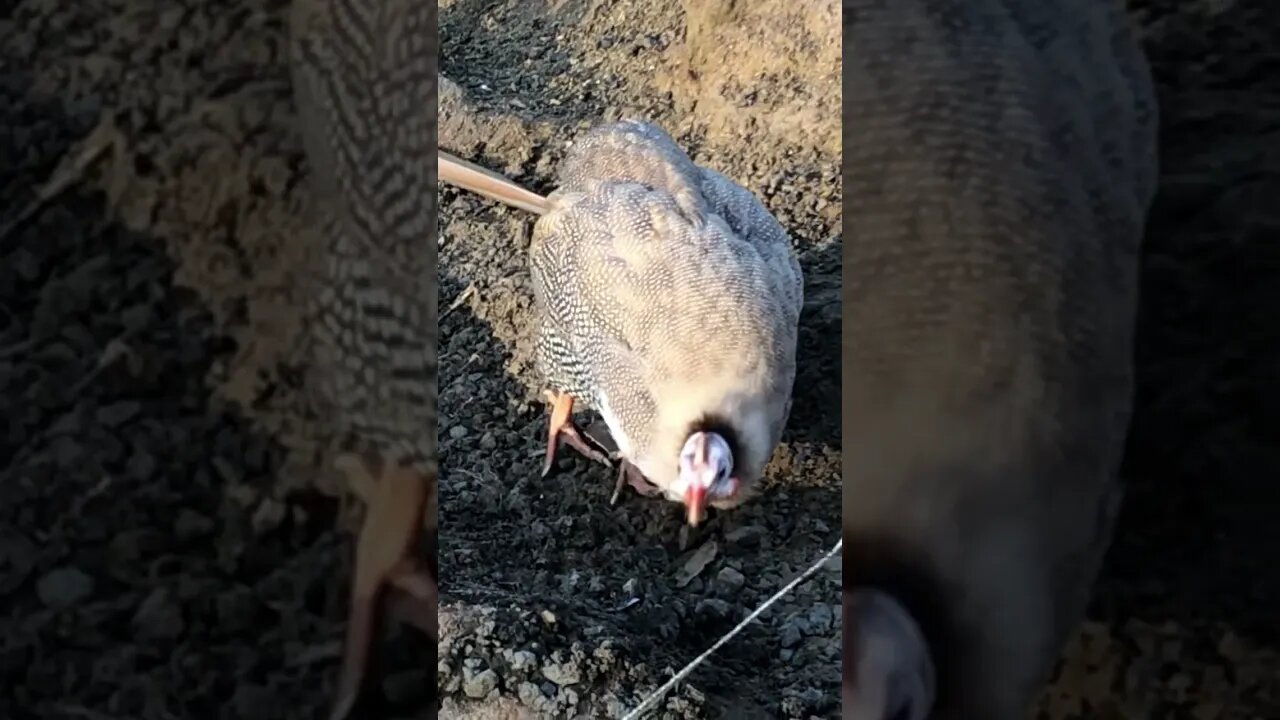 Brown guinea fowl free ranging