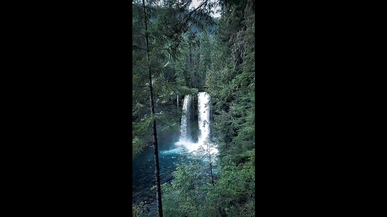 the beautiful view of the forest 🌳 #natureonly #naturelover #earthshotz