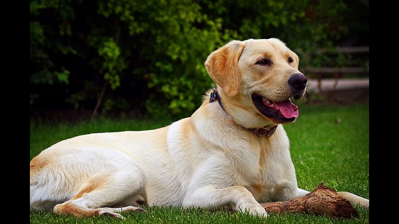 Sharp minded Labrador dog