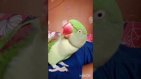 Lovely parrot