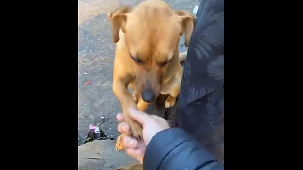 😂funny_animal_videos_that_i_found_for_you_#60😂