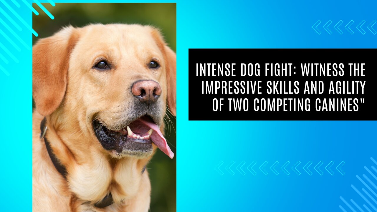 "Intense Dog Fight: Witness the Impressive Skills and Agility of Two Competing Canines"