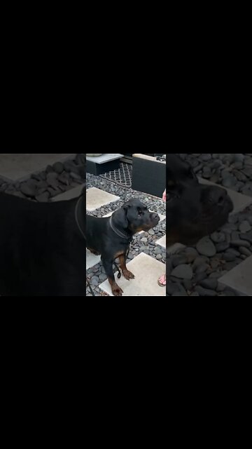 Trying to trick Samson the Rottweiler to get in the pool with a squeaky toy