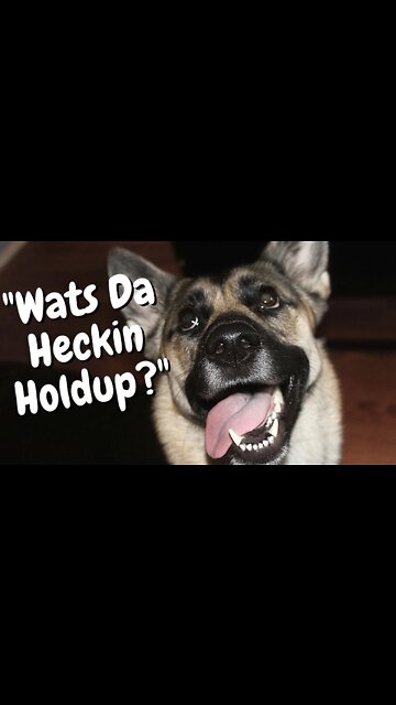 #shorts Excited Husky Mix Obsessed With Walks