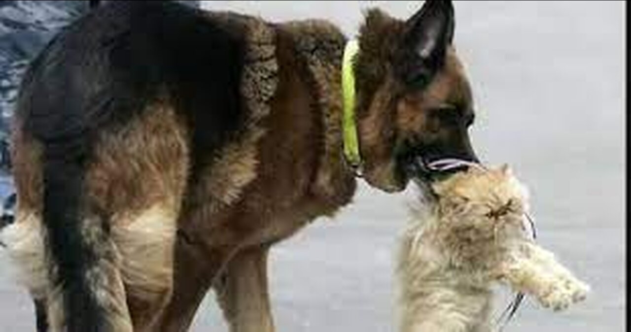 dog vs kitten . Акита ину. Давай бодаться!