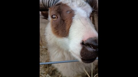 Sheep Gets Face Massage