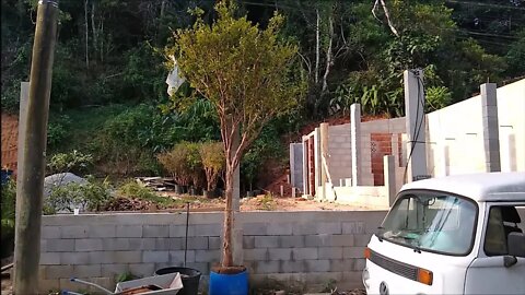jabuticabeira Sabará como qualquer frutífera do chão sem ela sentir o transplante