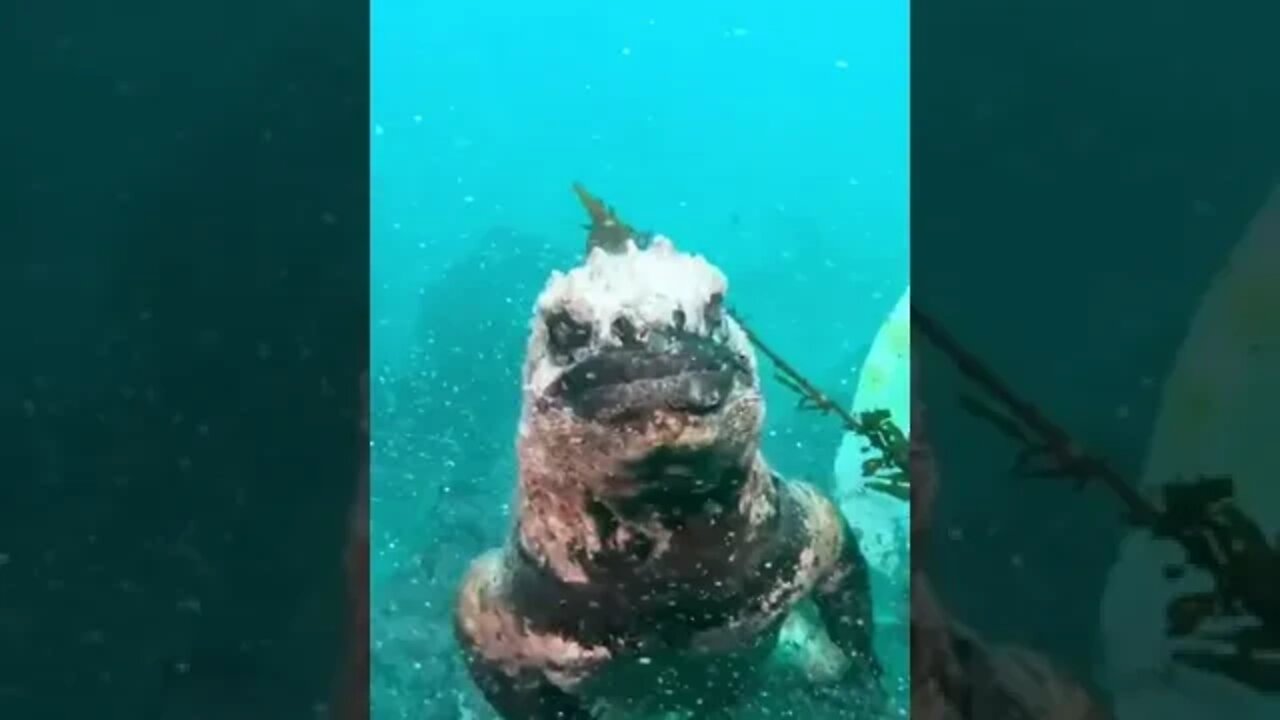 Not sure if swimming Iguana or young Godzilla
