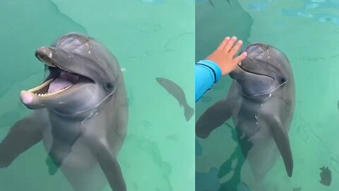 Dolphin 🐬🐬 video