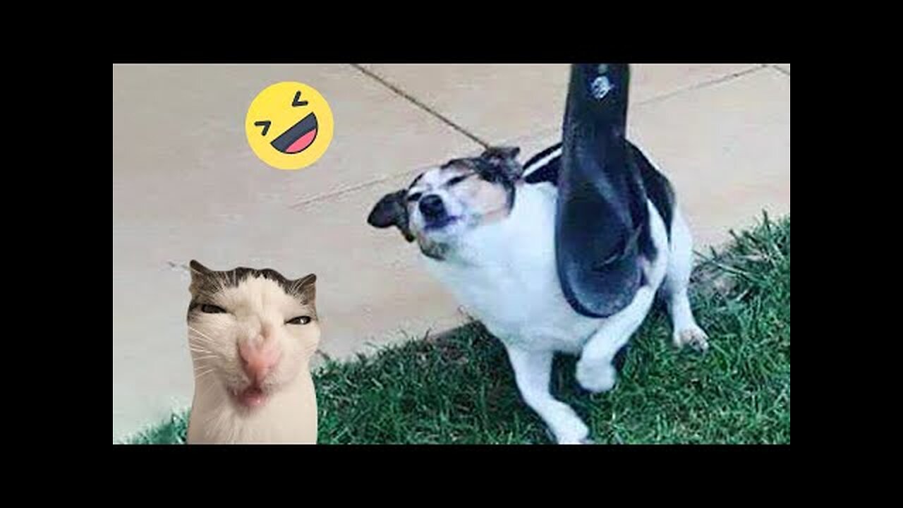 Funniest Cats And Dogs Videos 😁 - Best Funny Animal Videos 2024 🥰#10