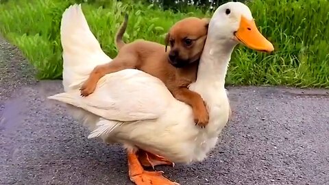 beautiful duck with dog 🐕