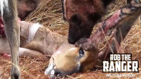 Painted Wolves Chased A Nyala Into The Jaws Of A Crocodile, Then Caught Their Own!