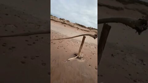 Driftwood at the beach