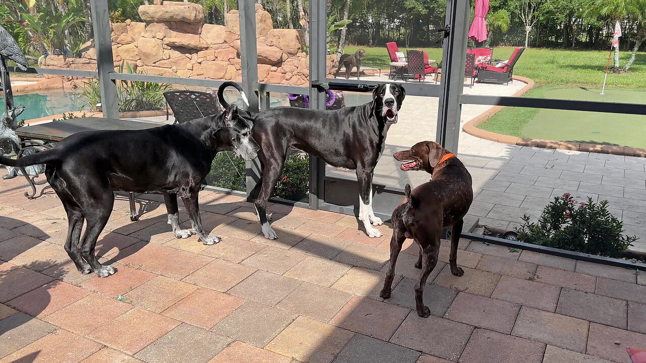 Funny Cat Is Not Amused By Pointer Dog's Play Date With Great Danes