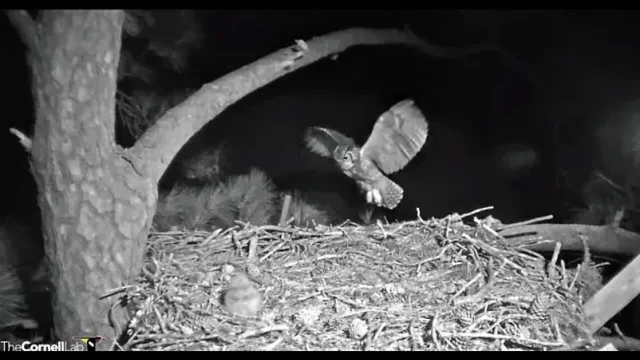 Late Night Break For Mom 🦉 3/4/22 23:16