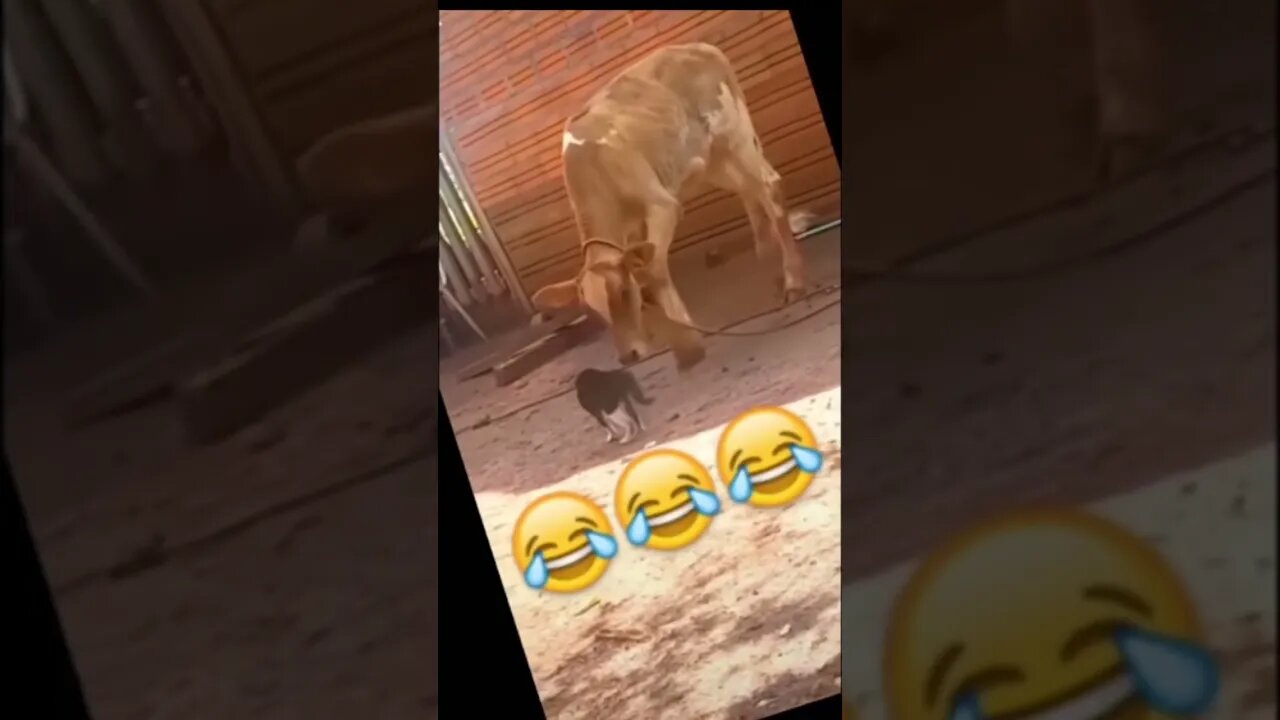 it's #the #one #and #only D-O double G #memedodoubleg