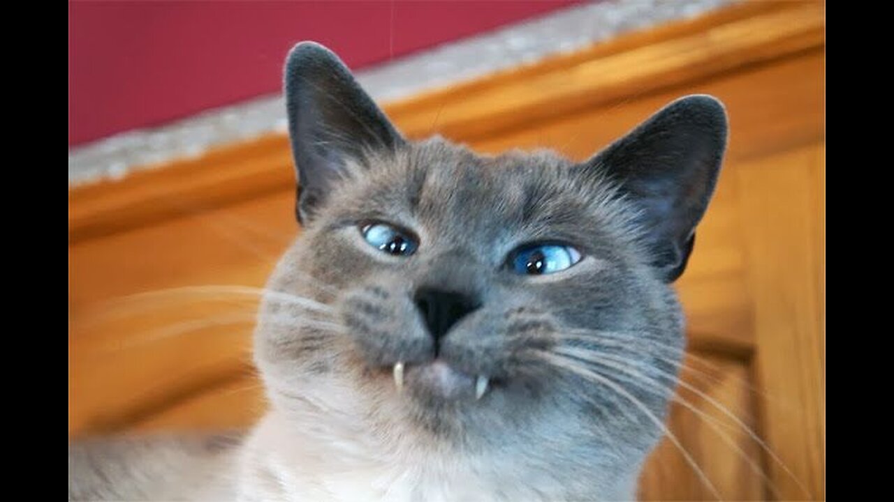 This weeks funny animal video.