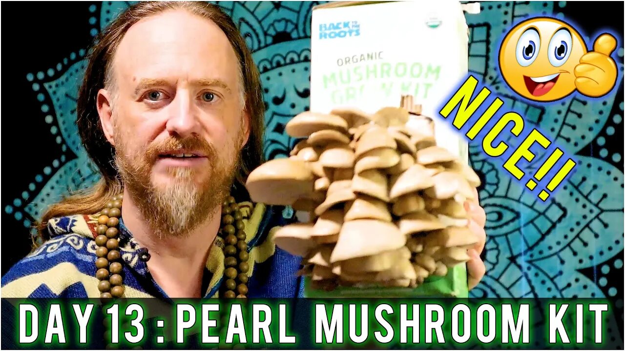 Day 13: Organic Pearl Oyster Mushroom Grow Kit (15 days to Harvest) Sustainability | How To Review