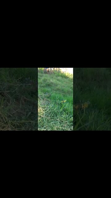 LIMPANDO O TERRENO QUE COMPRAMOS PARTE 2