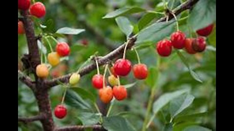 Wild Cherry Cough Remedy