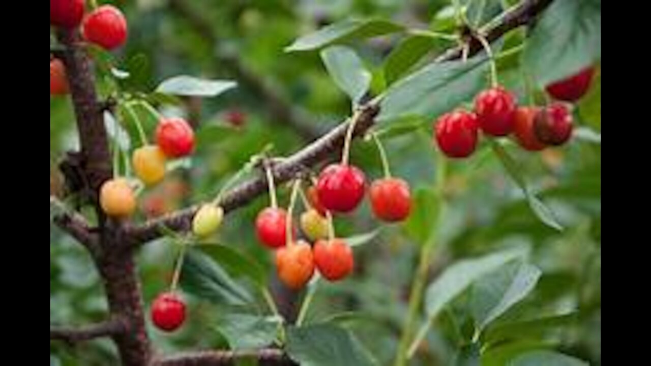 Wild Cherry Cough Remedy