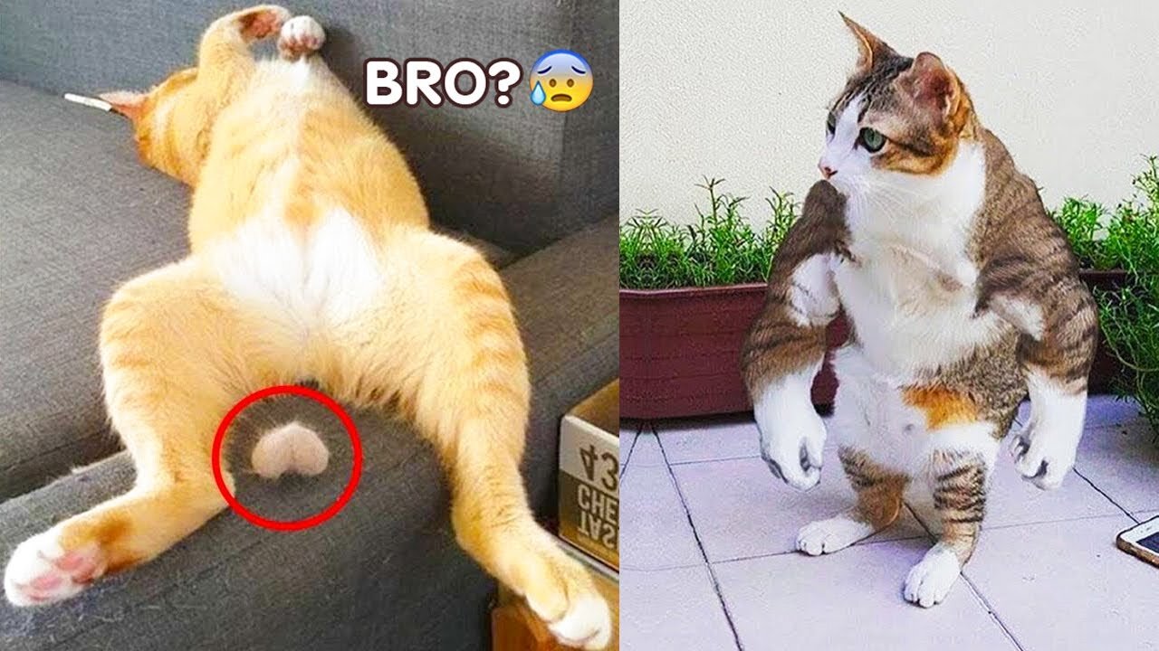 Best Funny Animal Videos Of The 2023 🤣 - Funniest Cats And Dogs Videos 😺😍