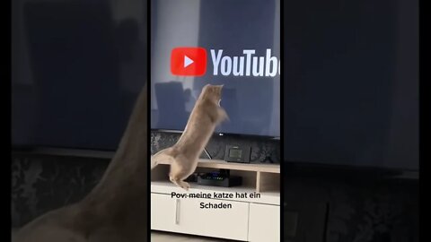 This Cat Makes Youtube Load Faster 🤣 | She Hates Buffering