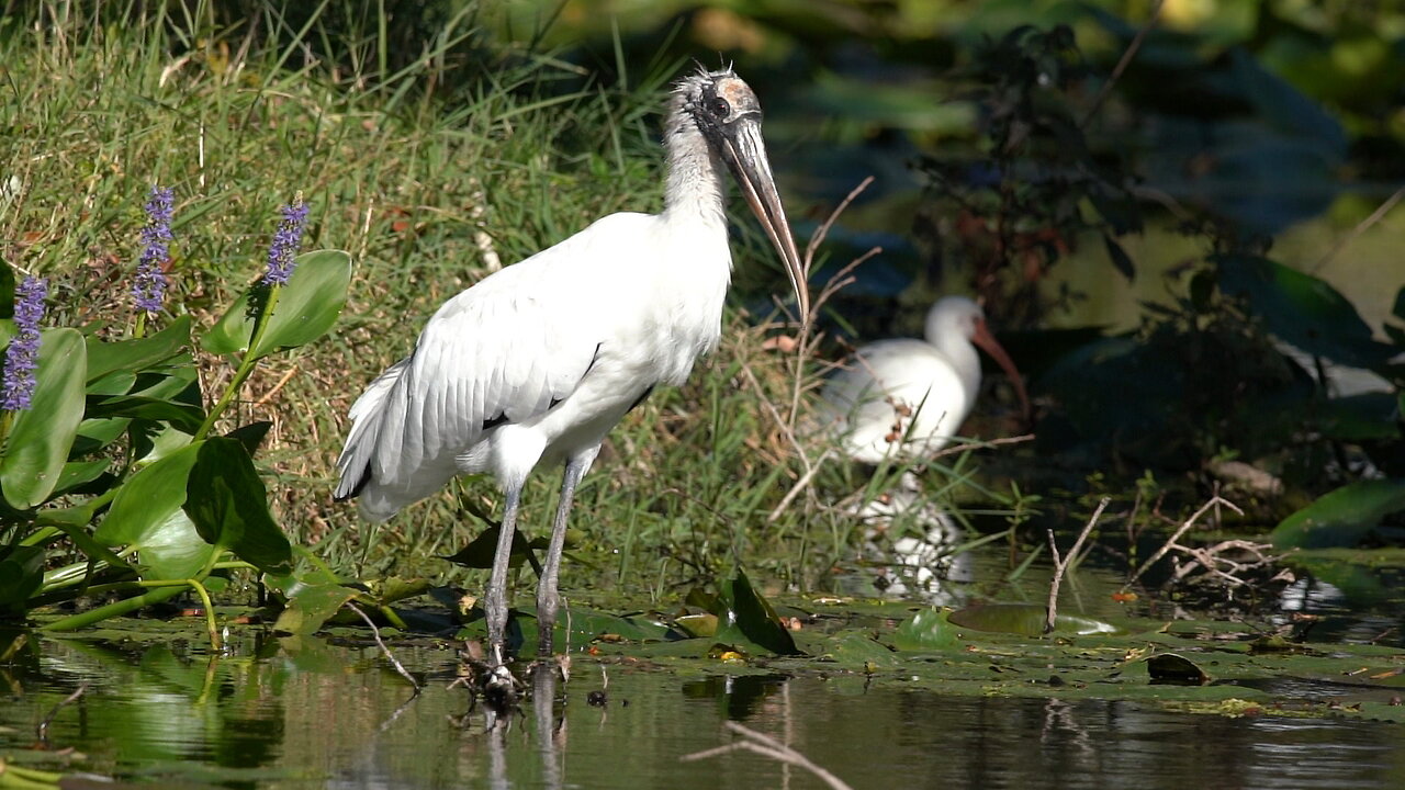 Wood Stork Feeding