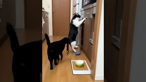 viral funny 4 two Cat find food shorts #short #funnycat