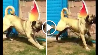 4*4 Giant Anatolian Shepherd Dog