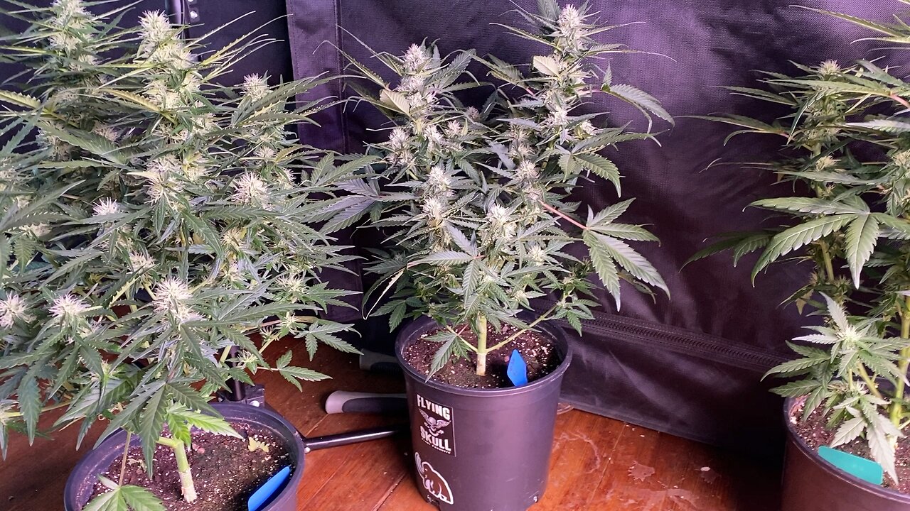 Week 3 of flower