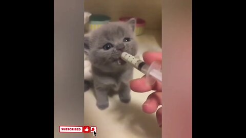 cute cat videos 😹 funny videos 😂1564