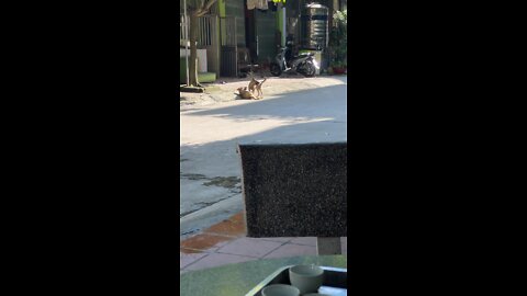 My dog ​​is now playing with many of his friends