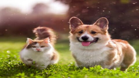 Funny animals 2023 Funniest cats and Dogs video 2023 shorts