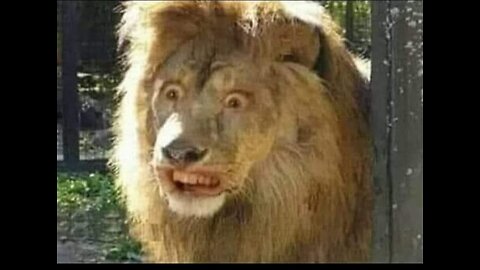 Funny Videos 😂😂🤣
