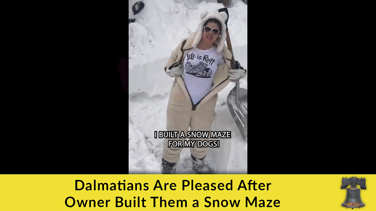 Dalmatians Are Pleased After Owner Built Them a Snow Maze