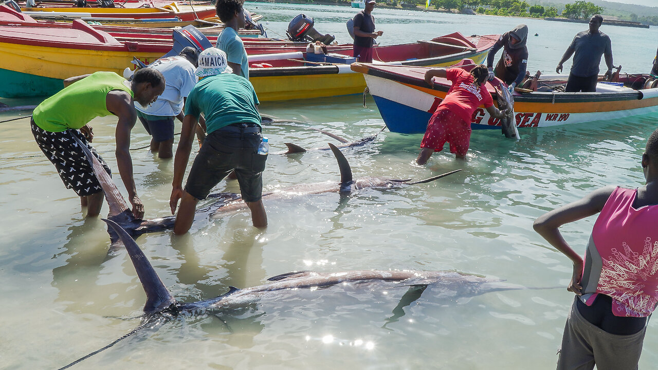 10 Massive Marlin Fish Got Caught Today Oracabessa Marlin Tournament Oct 13, 2023 (pt1) Fishing Video