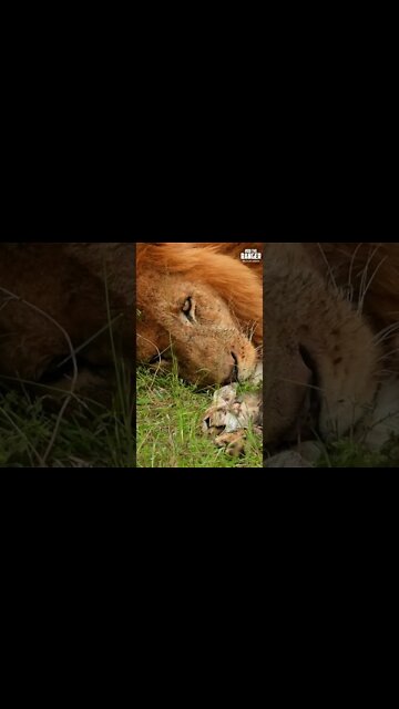 Lion Caught A Cheetah Cub | Saturday #shorts