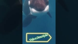 ORCA A BALEIA ASSASSINA #shorts #planetaanimalshorts #animals