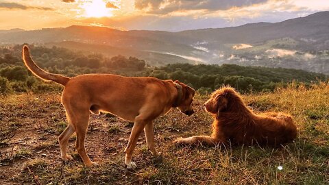 🇷🇴 The Last Video Of Romanian Stray Dog George 😢 I Cried!