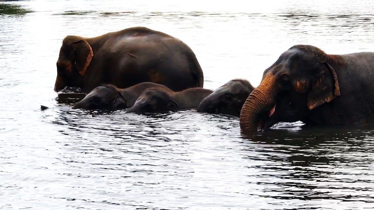 Baby elephants overjoyed to play in river