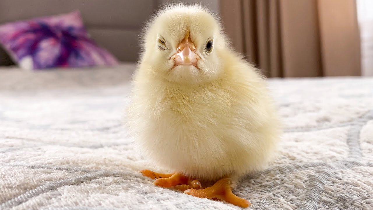 Newborn Baby Chick lost the fight with sleep