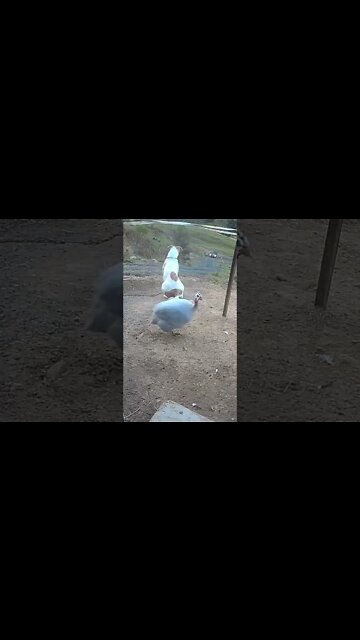 Owner comes home to loyal watch dog. He's a good boy