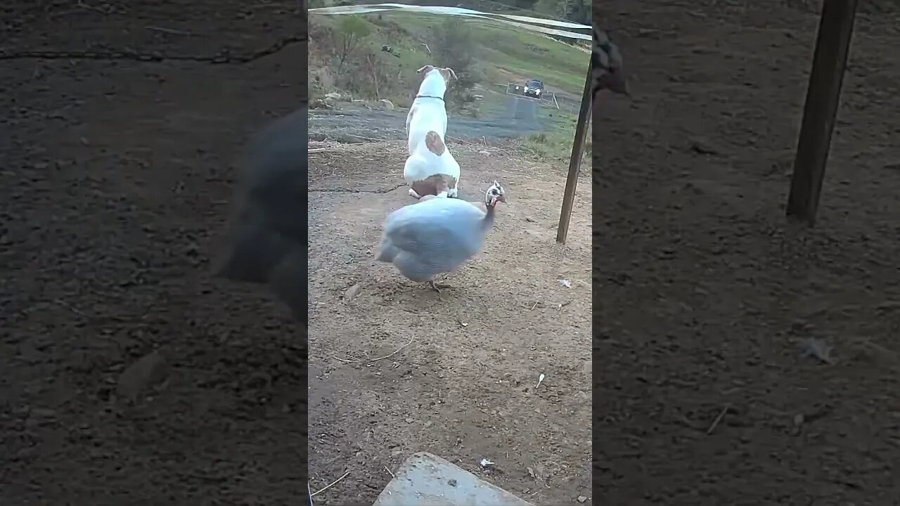 Owner comes home to loyal watch dog. He's a good boy