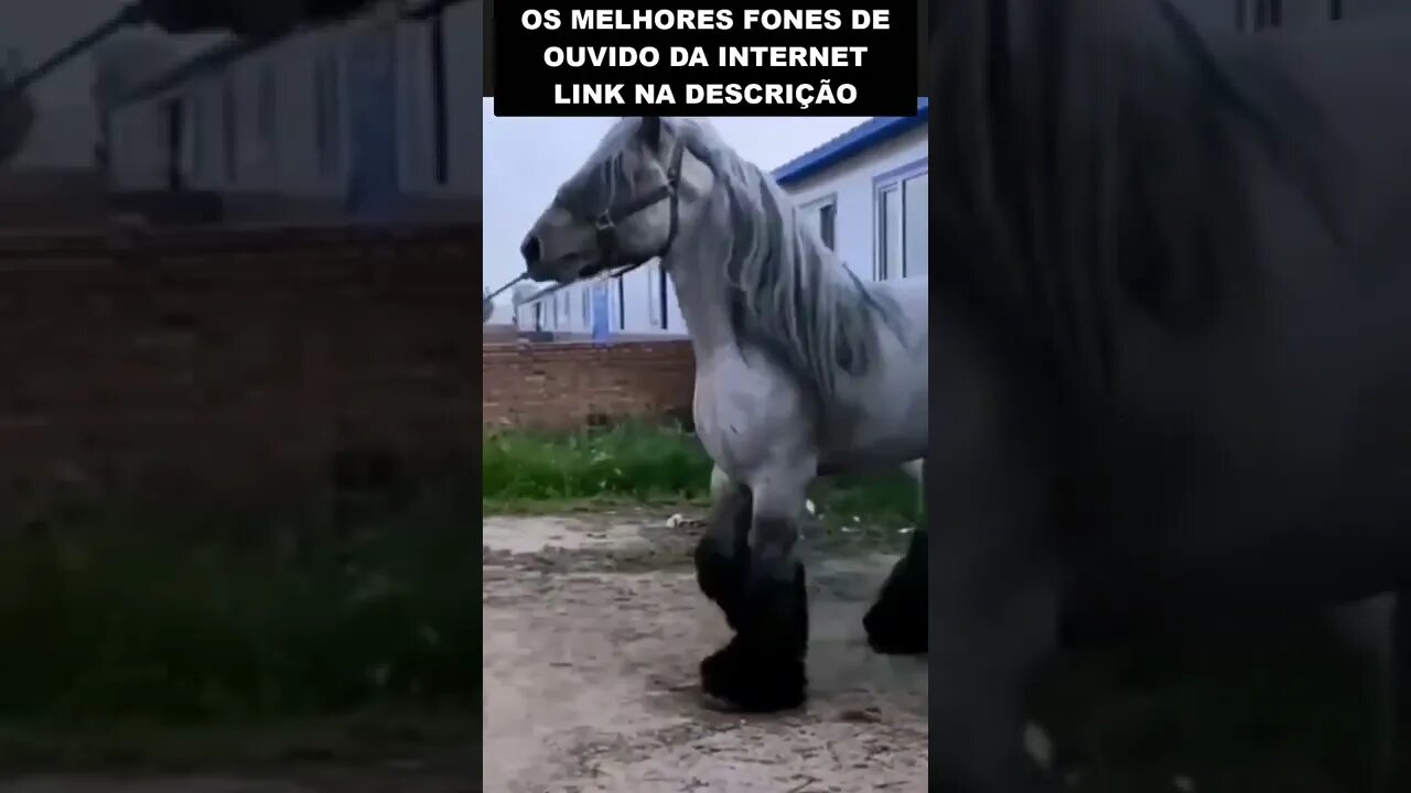 A maior raça de cavalo do mundo