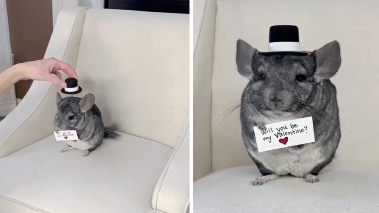 Adorable Chinchilla wants you to be his Valentine